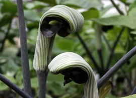 arisaema_consanguineum_1 (1)
